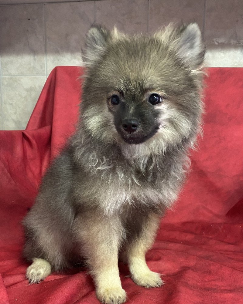 ACE spitz Mâle Spitz allemand