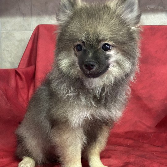 ACE spitz Mâle Spitz allemand