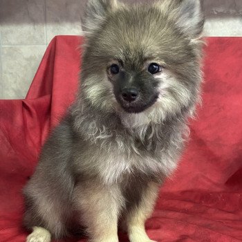 chiot Spitz allemand ACE spitz nain Domaine de la Chantelaie