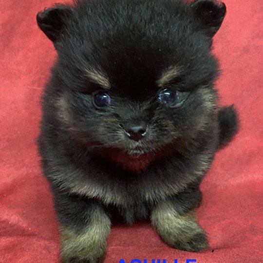 chiot Spitz allemand ACHILLE spitz à réserver Domaine de la Chantelaie chiot Spitz allemand ACHILLE spitz à réserver Domaine de la Chantelaie