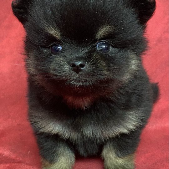 chiot Spitz allemand ACHILLE spitz à réserver Domaine de la Chantelaie chiot Spitz allemand ACHILLE spitz à réserver Domaine de la Chantelaie