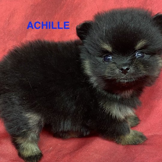 chiot Spitz allemand ACHILLE spitz à réserver Domaine de la Chantelaie chiot Spitz allemand ACHILLE spitz à réserver Domaine de la Chantelaie