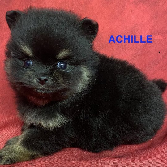 chiot Spitz allemand ACHILLE spitz à réserver Domaine de la Chantelaie chiot Spitz allemand ACHILLE spitz à réserver Domaine de la Chantelaie