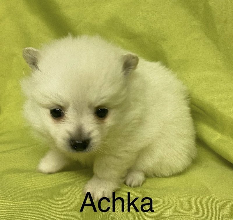 ACHKA spitz à réserver Femelle Spitz allemand