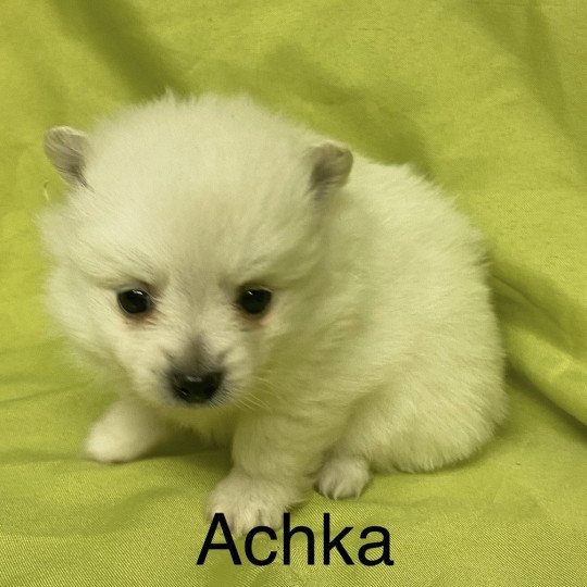 chiot Spitz allemand ACHKA spitz à réserver Domaine de la Chantelaie