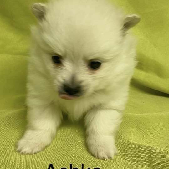 chiot Spitz allemand ACHKA spitz à réserver Domaine de la Chantelaie