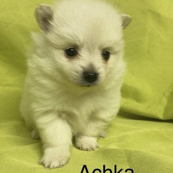 chiot Spitz allemand ACHKA spitz à réserver Domaine de la Chantelaie