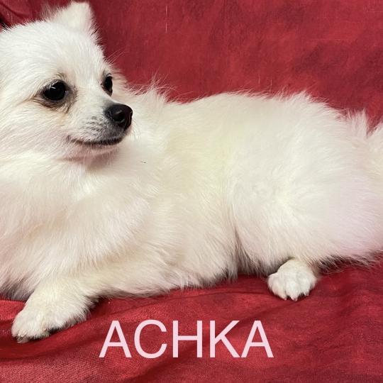 ACHKA spitz naine DISPONIBLE Femelle Spitz allemand