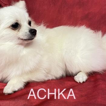 chiot Spitz allemand ACHKA spitz naine DISPONIBLE Domaine de la Chantelaie