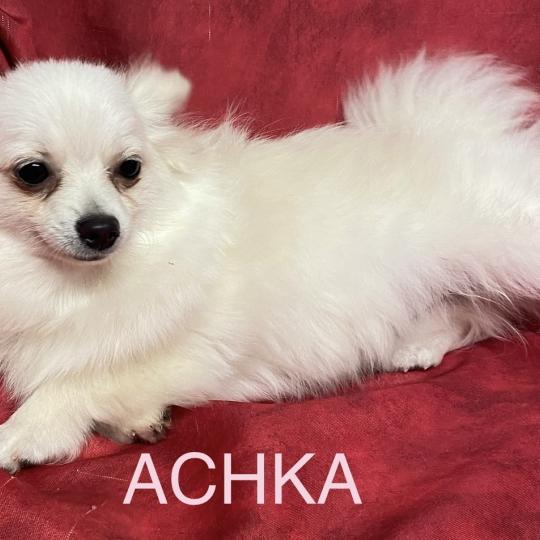 chiot Spitz allemand ACHKA spitz naine DISPONIBLE Domaine de la Chantelaie