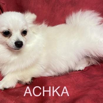 chiot Spitz allemand ACHKA spitz naine DISPONIBLE Domaine de la Chantelaie