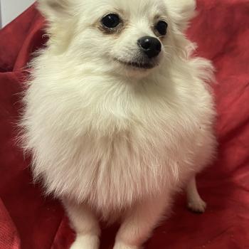 chiot Spitz allemand ACHKA spitz naine DISPONIBLE Domaine de la Chantelaie