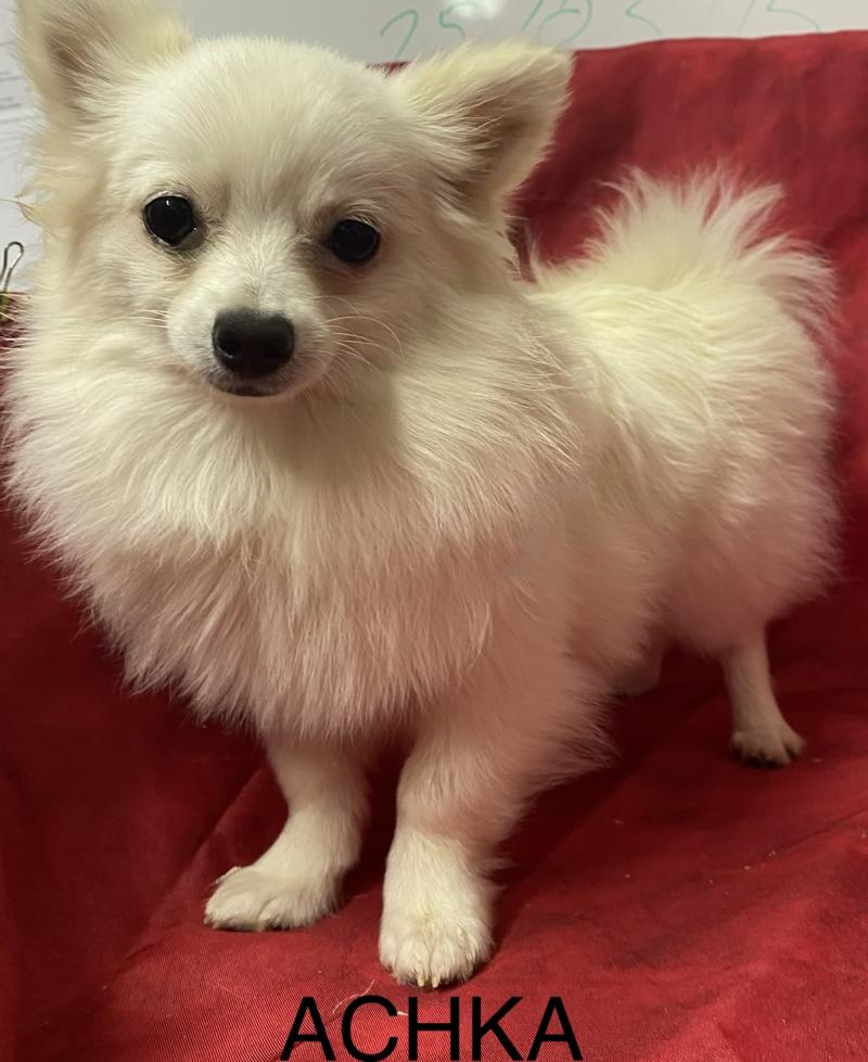ACHKA spitz naine DISPONIBLE Femelle Spitz allemand
