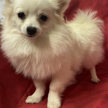 chiot Spitz allemand ACHKA spitz naine DISPONIBLE Domaine de la Chantelaie