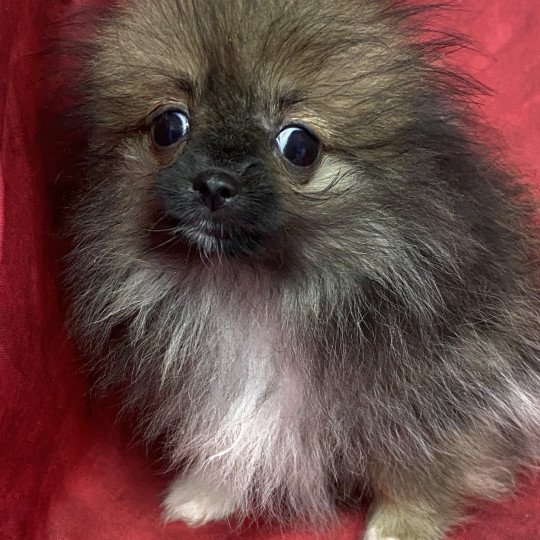chiot Spitz allemand ADANE spitz extra naine Domaine de la Chantelaie