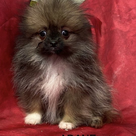 chiot Spitz allemand ADANE spitz extra naine Domaine de la Chantelaie
