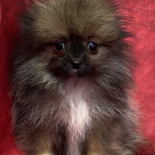 chiot Spitz allemand ADANE spitz extra naine Domaine de la Chantelaie