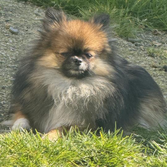 ADANE spitz extra naine Femelle Spitz allemand