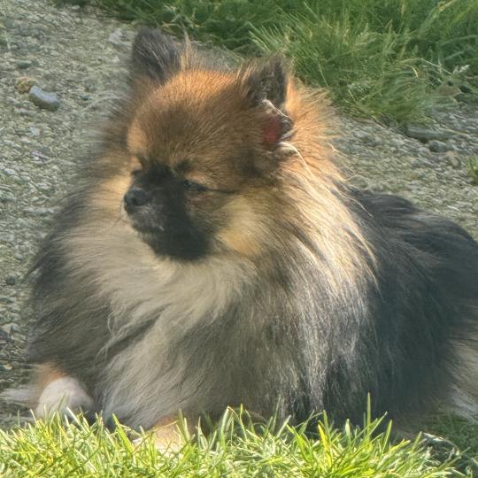 chien Spitz allemand ADANE spitz extra naine Domaine de la Chantelaie