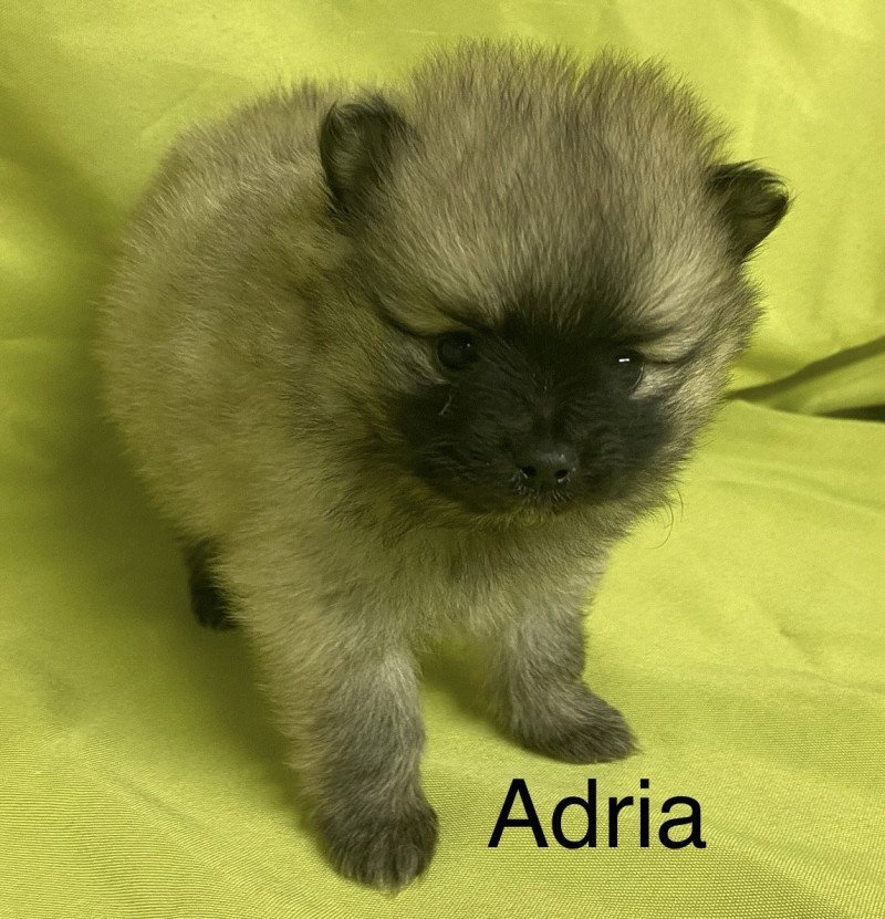 ADRIA spitz à réserver Femelle Spitz allemand