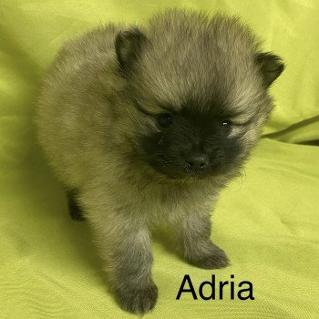 chiot Spitz allemand ADRIA spitz à réserver Domaine de la Chantelaie