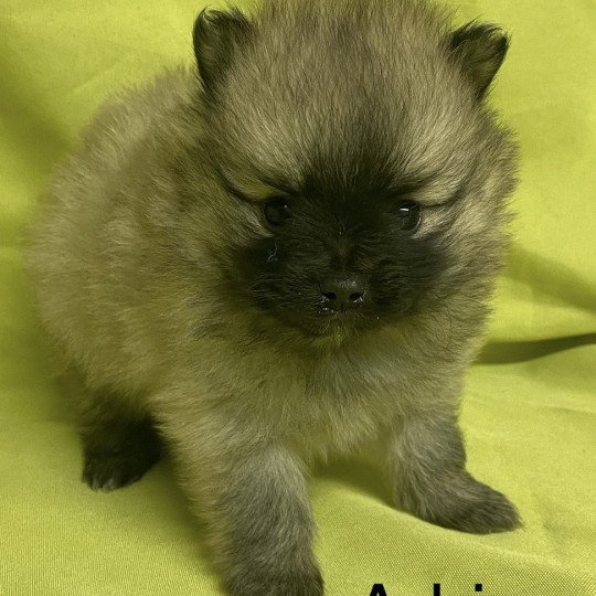 chiot Spitz allemand ADRIA spitz à réserver Domaine de la Chantelaie