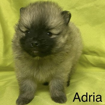 chiot Spitz allemand ADRIA spitz à réserver Domaine de la Chantelaie