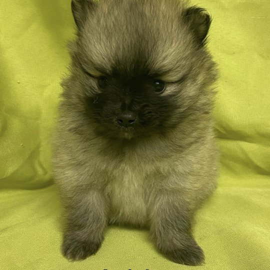 chiot Spitz allemand ADRIA spitz à réserver Domaine de la Chantelaie