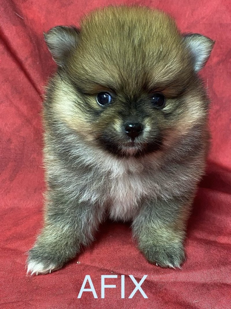 AFIX spitz à réserver Mâle Spitz allemand AFIX spitz à réserver Mâle Spitz allemand