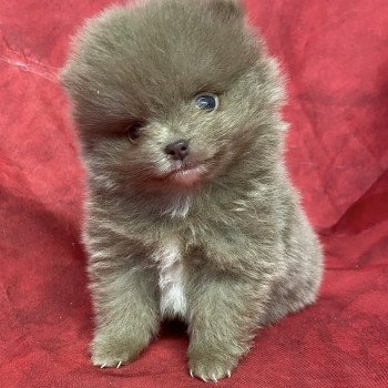 chiot Spitz allemand AFTER spitz extra nain Domaine de la Chantelaie chiot Spitz allemand AFTER spitz extra nain Domaine de la Chantelaie
