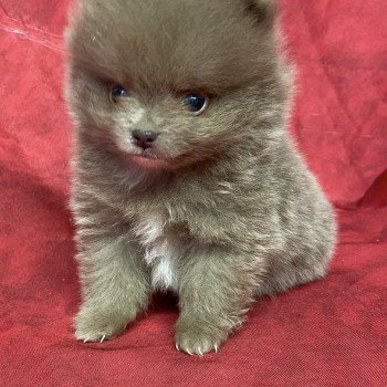 chiot Spitz allemand AFTER spitz extra nain Domaine de la Chantelaie chiot Spitz allemand AFTER spitz extra nain Domaine de la Chantelaie