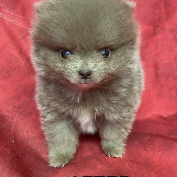 chiot Spitz allemand AFTER spitz extra nain Domaine de la Chantelaie chiot Spitz allemand AFTER spitz extra nain Domaine de la Chantelaie