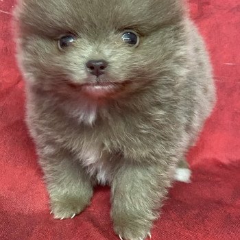 chiot Spitz allemand AFTER spitz extra nain Domaine de la Chantelaie chiot Spitz allemand AFTER spitz extra nain Domaine de la Chantelaie