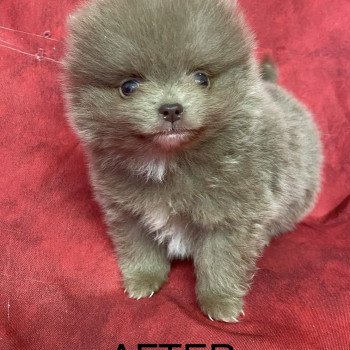 chiot Spitz allemand AFTER spitz extra nain Domaine de la Chantelaie chiot Spitz allemand AFTER spitz extra nain Domaine de la Chantelaie