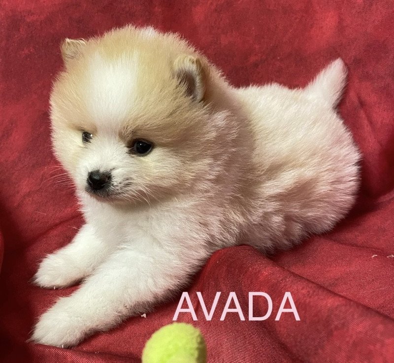 AVADA spitz à réserver Femelle Spitz allemand AVADA spitz à réserver Femelle Spitz allemand