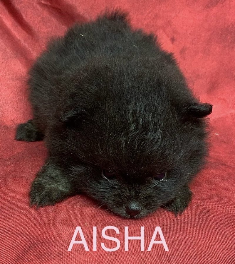 AISHA spitz nain Femelle Spitz allemand