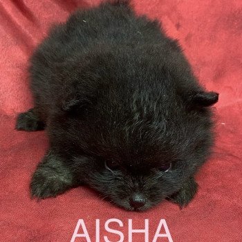 chiot Spitz allemand AISHA spitz nain Domaine de la Chantelaie