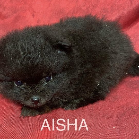 chiot Spitz allemand AISHA spitz nain Domaine de la Chantelaie