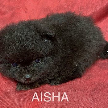 chiot Spitz allemand AISHA spitz nain Domaine de la Chantelaie