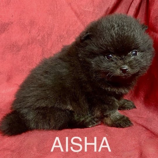 chiot Spitz allemand AISHA spitz nain Domaine de la Chantelaie