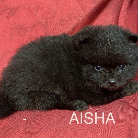 chiot Spitz allemand AISHA spitz nain Domaine de la Chantelaie