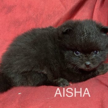 chiot Spitz allemand AISHA spitz nain Domaine de la Chantelaie