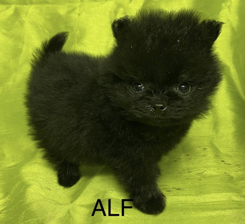 ALF spitz extra nain Mâle Spitz allemand