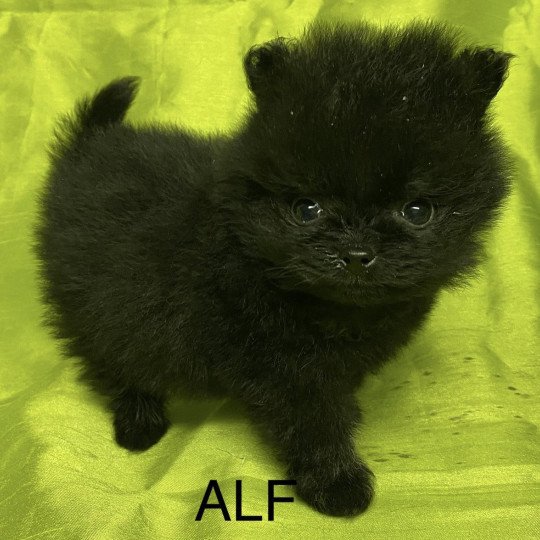chiot Spitz allemand ALF spitz extra nain Domaine de la Chantelaie