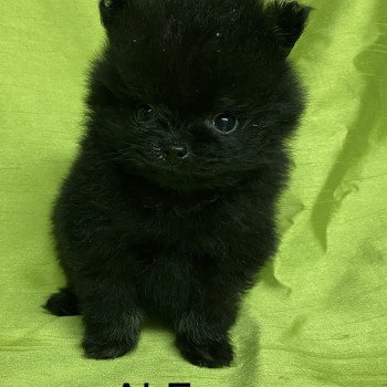 chiot Spitz allemand ALF spitz extra nain Domaine de la Chantelaie