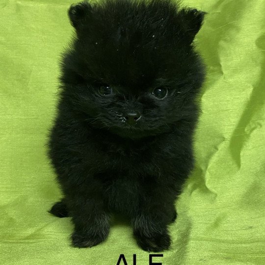 chiot Spitz allemand ALF spitz extra nain Domaine de la Chantelaie
