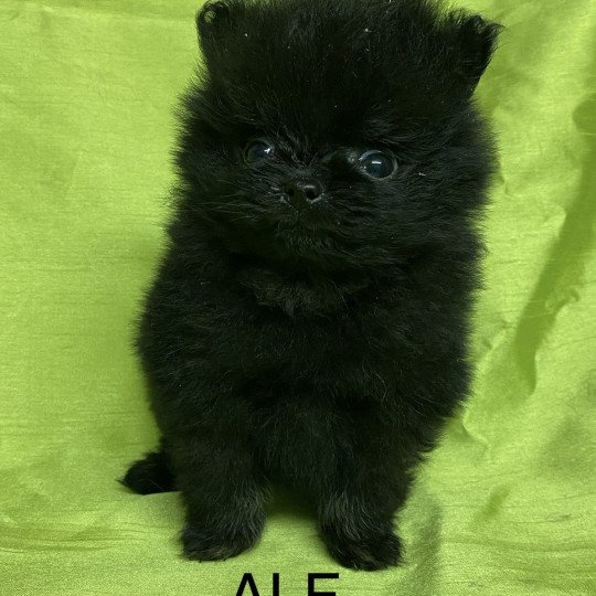 chiot Spitz allemand ALF spitz extra nain Domaine de la Chantelaie
