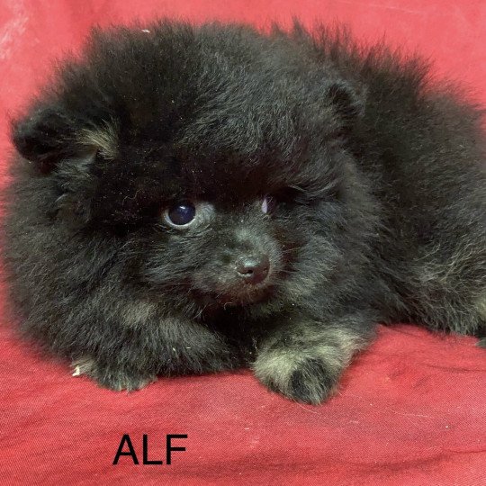 chiot Spitz allemand ALF spitz Domaine de la Chantelaie