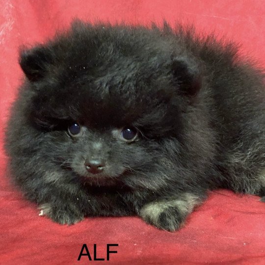 chiot Spitz allemand ALF spitz Domaine de la Chantelaie