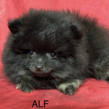 chiot Spitz allemand ALF spitz Domaine de la Chantelaie